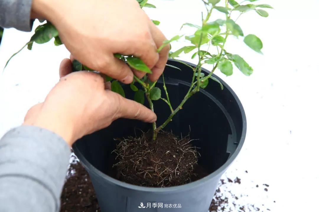 入坑月季必須知道的換盆小知識！(圖1)