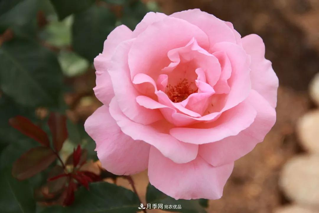 WFRS盤點世界上最受歡迎的16個月季品種(圖2)