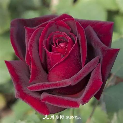 WFRS盤點世界上最受歡迎的16個月季品種(圖6)