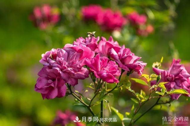 蘇洲金雞湖畔！大美月季花海！(圖3)