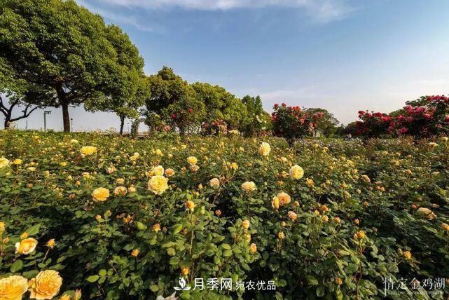 蘇洲金雞湖畔！大美月季花海！(圖2)