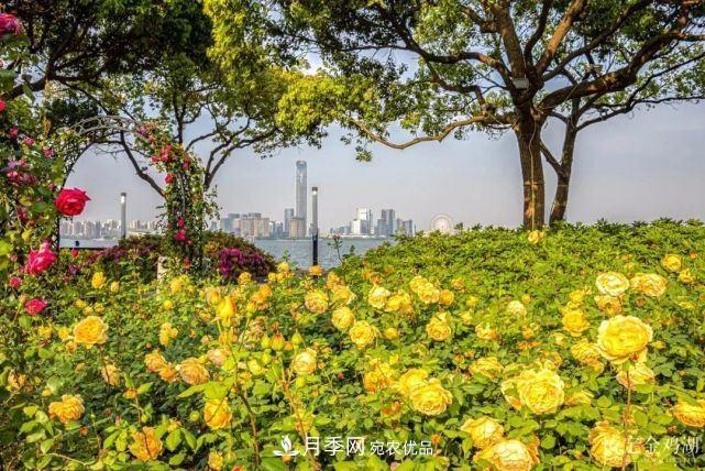 蘇洲金雞湖畔！大美月季花海！(圖1)