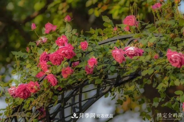蘇洲金雞湖畔！大美月季花海！(圖5)