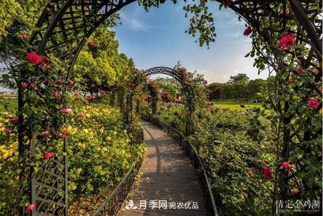 蘇洲金雞湖畔！大美月季花海！(圖4)