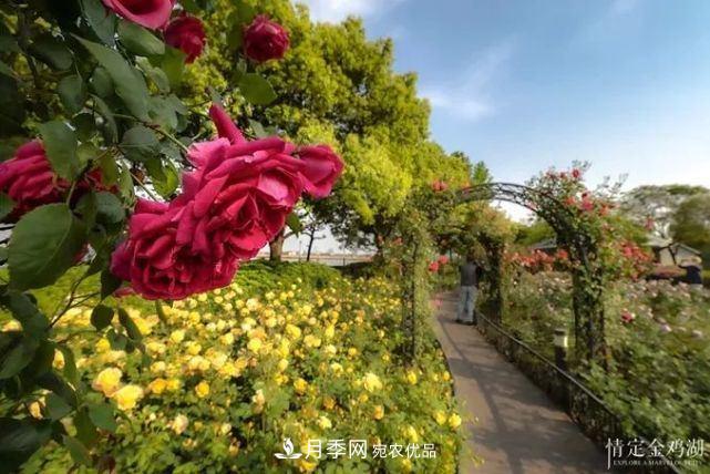 蘇洲金雞湖畔！大美月季花海！(圖6)
