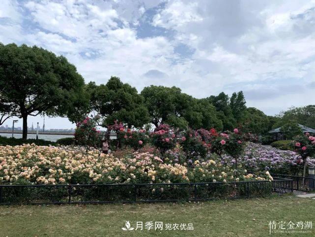 蘇洲金雞湖畔！大美月季花海！(圖7)