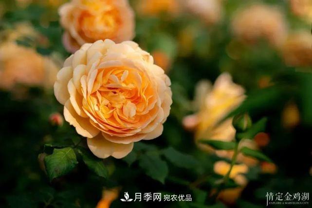 蘇洲金雞湖畔！大美月季花海！(圖8)
