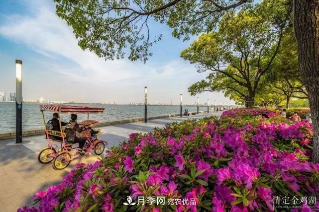 蘇洲金雞湖畔！大美月季花海！(圖10)