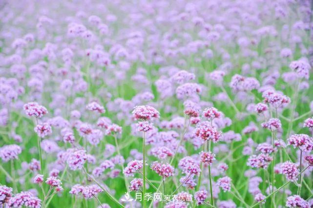蘇洲金雞湖畔！大美月季花海！(圖12)