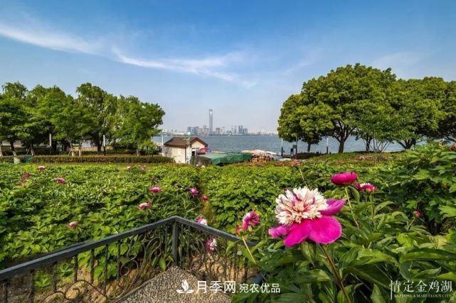 蘇洲金雞湖畔！大美月季花海！(圖11)