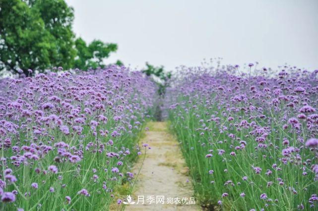 蘇洲金雞湖畔！大美月季花海！(圖13)