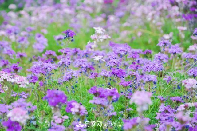 蘇洲金雞湖畔！大美月季花海！(圖14)