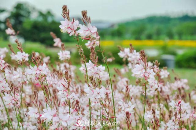 蘇洲金雞湖畔！大美月季花海！(圖16)