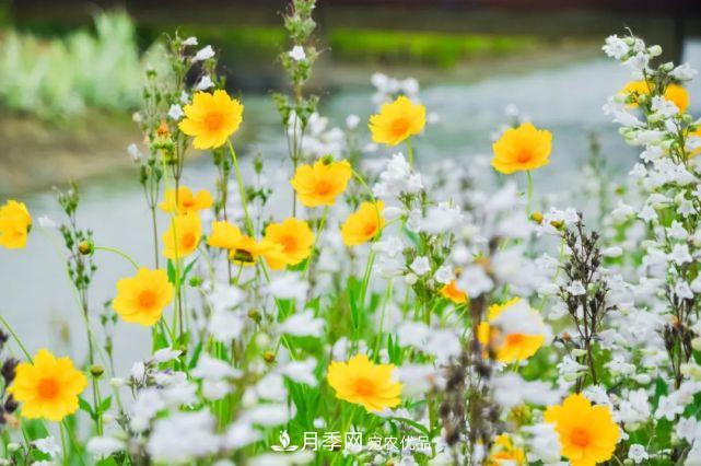 蘇洲金雞湖畔！大美月季花海！(圖17)