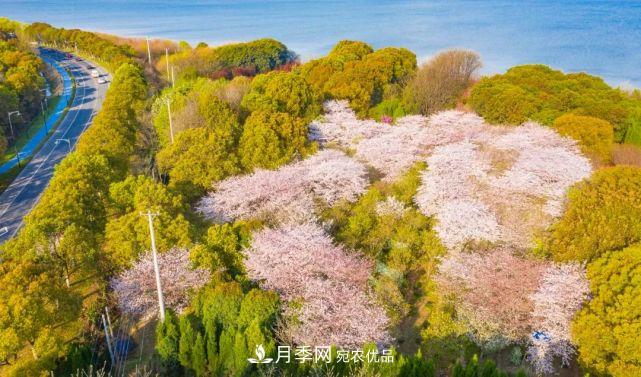 蘇洲金雞湖畔！大美月季花海！(圖19)