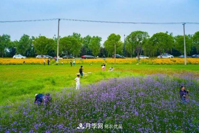 蘇洲金雞湖畔！大美月季花海！(圖24)