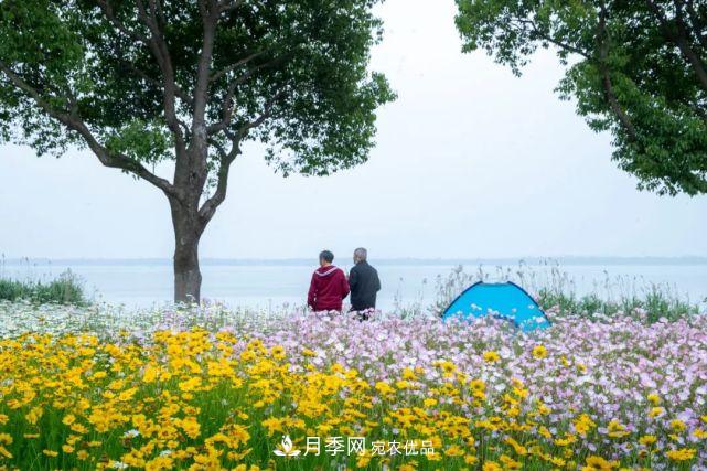 蘇洲金雞湖畔！大美月季花海！(圖23)