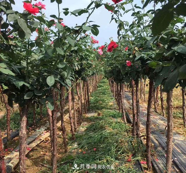 青海樹狀月季苗圃培育，月季嫁接栽培技術(shù)(圖1)