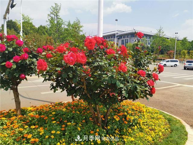 昆明呈貢街頭1487株樹狀月季花正艷，月季花開扮靚春城(圖1)