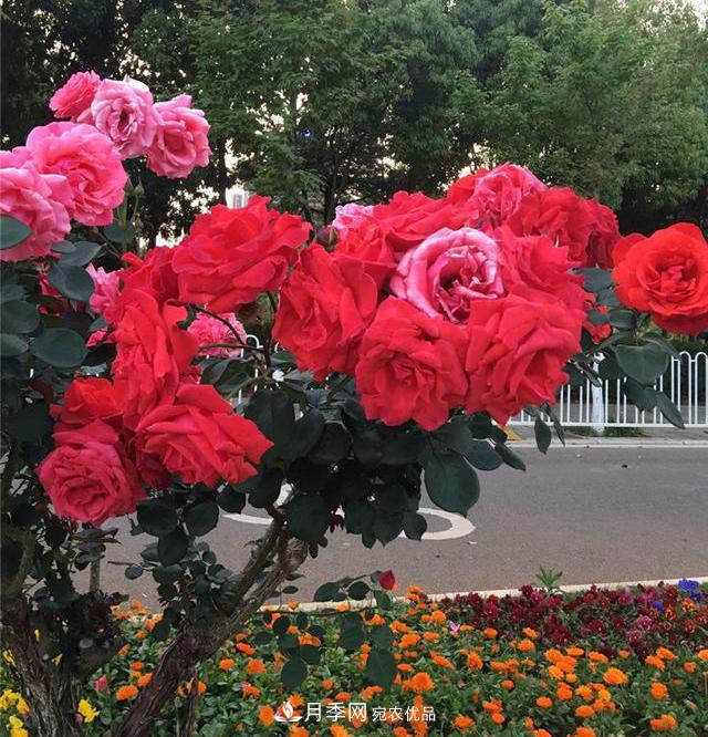 昆明呈貢街頭1487株樹狀月季花正艷，月季花開扮靚春城(圖2)