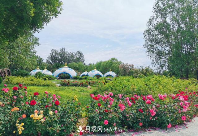 今夏到北京豐臺，看亭臺樓閣，賞各色月季(圖2)