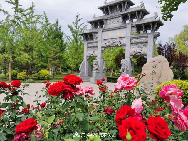 今夏到北京豐臺，看亭臺樓閣，賞各色月季(圖1)