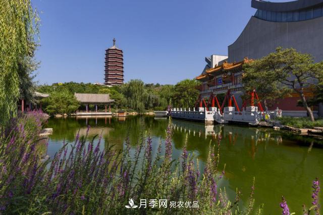 今夏到北京豐臺，看亭臺樓閣，賞各色月季(圖3)
