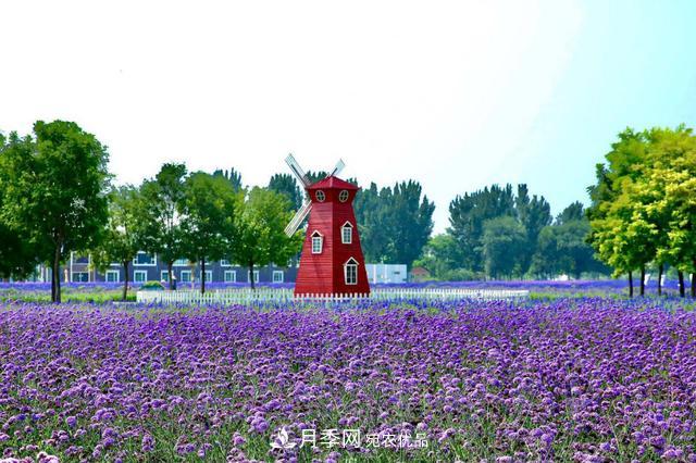 今夏到北京豐臺，看亭臺樓閣，賞各色月季(圖5)