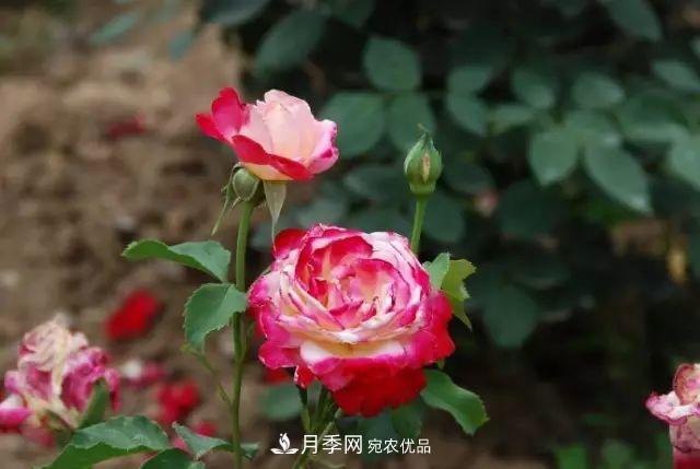 立秋后的月季怎么做好養(yǎng)護(hù)？(圖1)