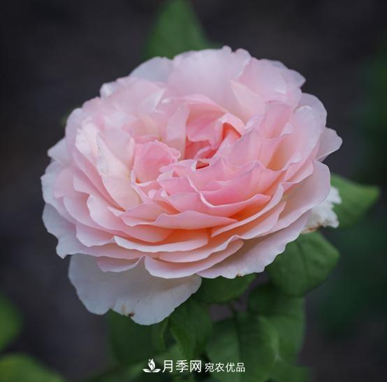 月季達(dá)人分享2個(gè)養(yǎng)護(hù)小技巧，新人入月季坑輕松學(xué)(圖1)