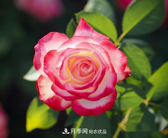 月季達(dá)人分享2個(gè)養(yǎng)護(hù)小技巧，新人入月季坑輕松學(xué)(圖2)