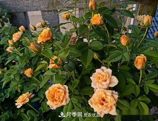 月季達(dá)人分享2個(gè)養(yǎng)護(hù)小技巧，新人入月季坑輕松學(xué)(圖3)