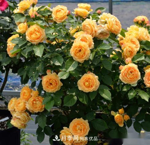 月季達(dá)人分享2個(gè)養(yǎng)護(hù)小技巧，新人入月季坑輕松學(xué)(圖4)