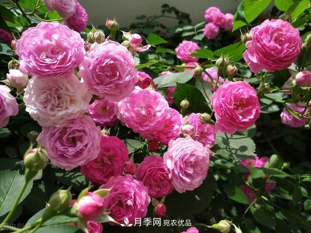 月季無土栽培，大大提高觀賞價值，月季的栽培技術(shù)(圖1)