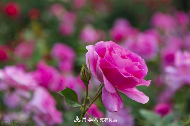 月季無土栽培，大大提高觀賞價值，月季的栽培技術(shù)(圖2)