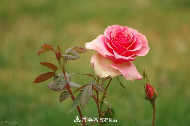 月季無土栽培，大大提高觀賞價值，月季的栽培技術(shù)(圖3)