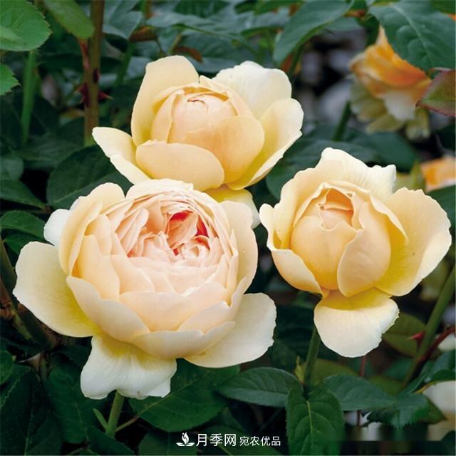 夏天月季為什么往往開得不太好？原因都在這里(圖1)