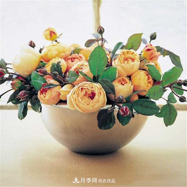 夏天月季為什么往往開得不太好？原因都在這里(圖2)