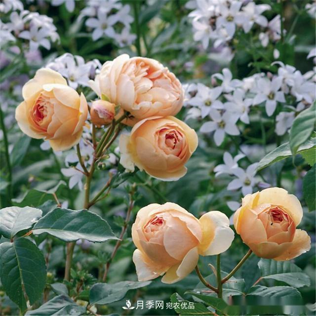 夏天月季為什么往往開得不太好？原因都在這里(圖3)