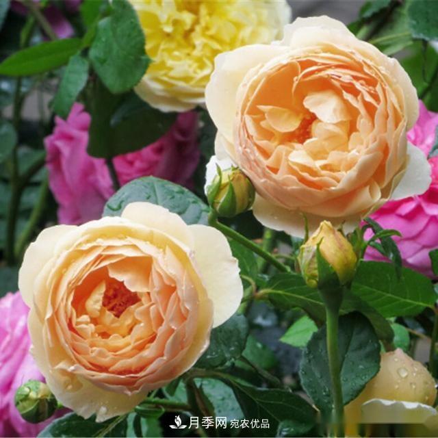 夏天月季為什么往往開得不太好？原因都在這里(圖4)