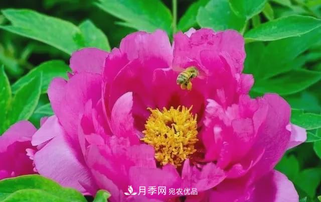 假花開(kāi)始橫行，擦亮眼睛，秋天這3種***容易造假(圖2)