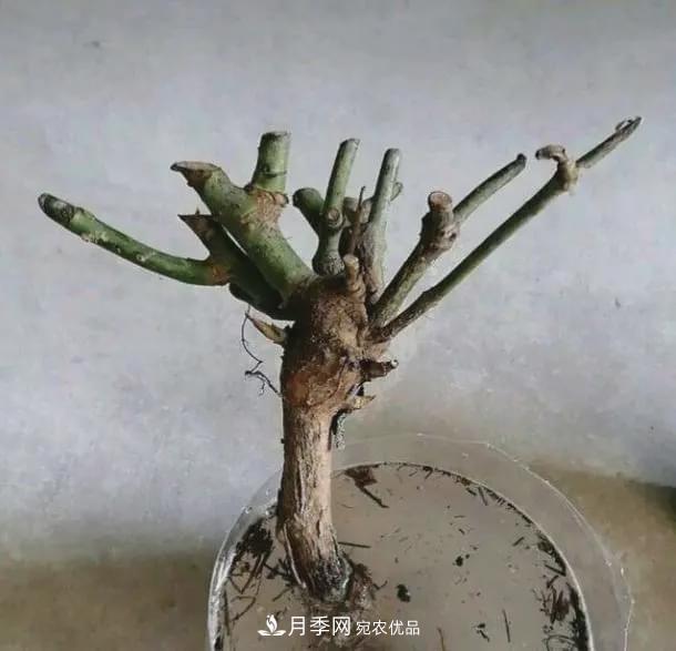 假花開(kāi)始橫行，擦亮眼睛，秋天這3種***容易造假(圖6)