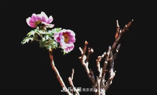 假花開(kāi)始橫行，擦亮眼睛，秋天這3種***容易造假(圖3)