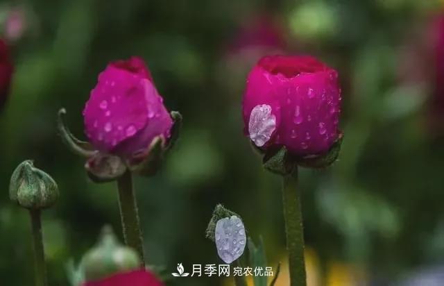 假花開(kāi)始橫行，擦亮眼睛，秋天這3種***容易造假(圖1)