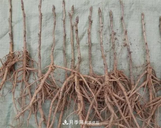 假花開(kāi)始橫行，擦亮眼睛，秋天這3種***容易造假(圖4)