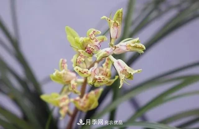 假花開(kāi)始橫行，擦亮眼睛，秋天這3種***容易造假(圖7)