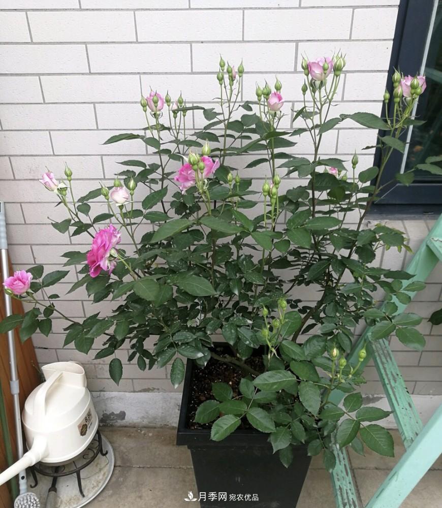 到了8月，養(yǎng)月季做對(duì)“3件事”，又能“滿血復(fù)活”花開爆盆(圖5)
