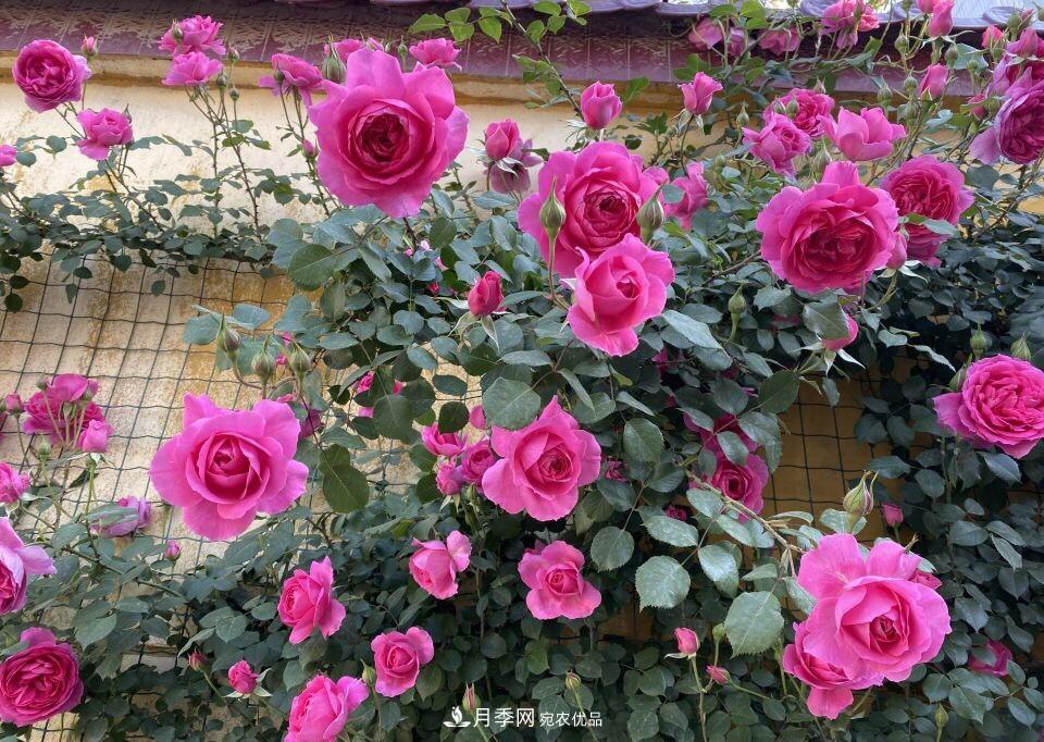 到了8月，養(yǎng)月季做對(duì)“3件事”，又能“滿血復(fù)活”花開爆盆(圖7)