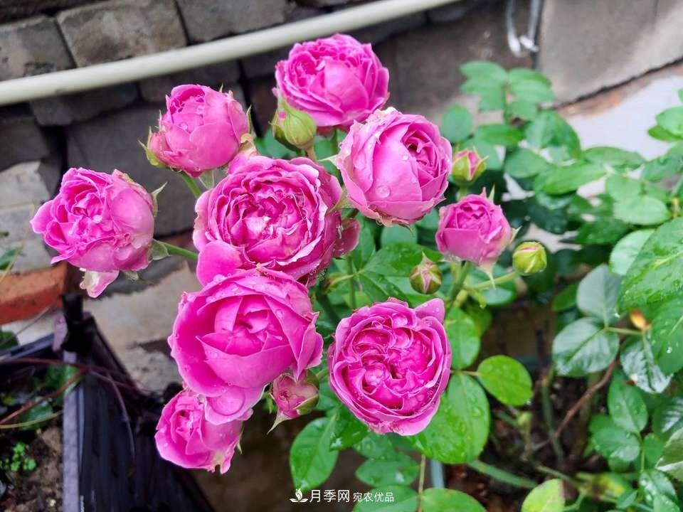 到了8月，養(yǎng)月季做對(duì)“3件事”，又能“滿血復(fù)活”花開爆盆(圖6)