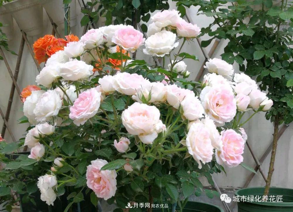 月季基礎(chǔ)知識(shí)：月季肥害，月季藥害，月季薊馬危害的基本特征(圖2)